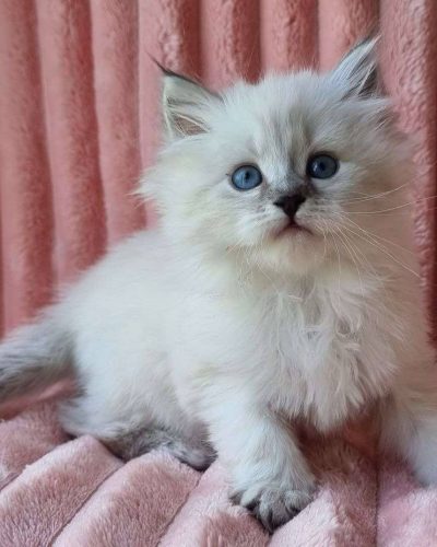 att.QxueMdQspcDuC7gGFxUMcKtckMmox1soR8GuohOn390