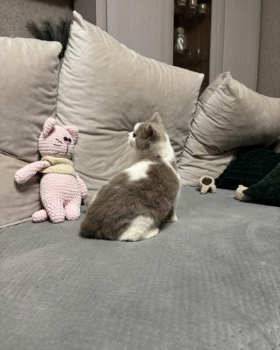 att.RJs4ZgvqsnIoYFNv5MiSnhtImcAj6Mi45EzvNfdjM6c