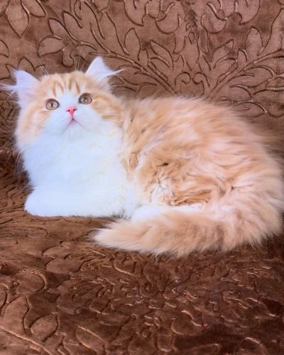 att.SVjnahQI8g5LstX4tdGSW1p8Xomh1LSOPN0M17Jjhwg