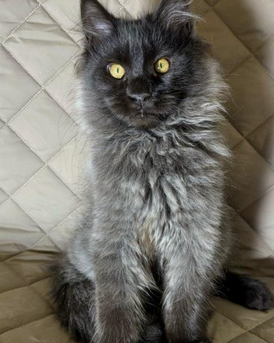 att.SaygETE52uK_z-U13Sd9724H8QAnNU2q-sW1Wn3uJrE