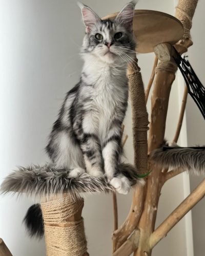 att.ScuAnDUQ6xCY9yHHyo-poOlRBFjFtUBsoqLlQuSneBk