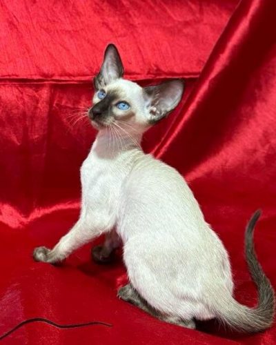 att.Sy9CeNtbzElB1DnAh08vBCkjxTo_U32juEtEIRlQzEY