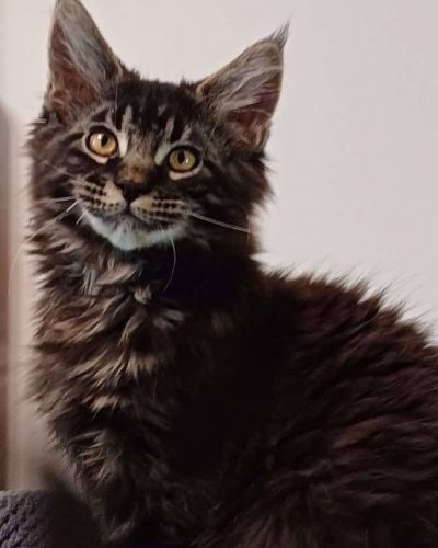 att.SywLQiO_oZOT8wkZYHZ-5v1ewSla8jQag1uFDQYEJrY