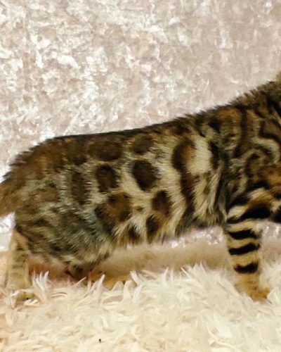 att.TEnzoIoGLYQYJJJ6VdDnquUt5H-CBnfyqd4dbaGwLXM