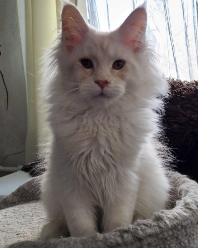 att.TVR9j3VPxVaLKY_JM6pM-kYEc2lNNOwNbmj7WpmVldk