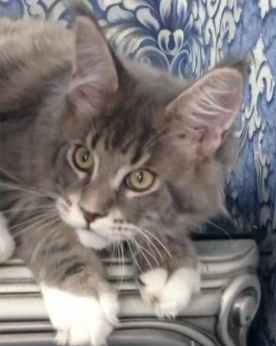 att.TcuRr-88kCnTgmvXoWakpDoza17r-Hf_F3UX_g9L3fA