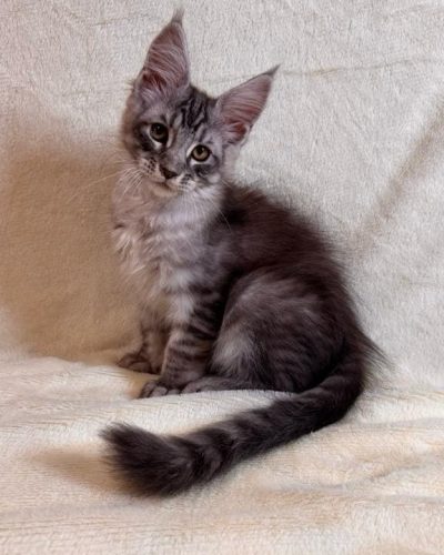 att.TxGR4jerdm1_ZqDbLTLuyQ8XYXG-kpKrvNcaTViyC_k