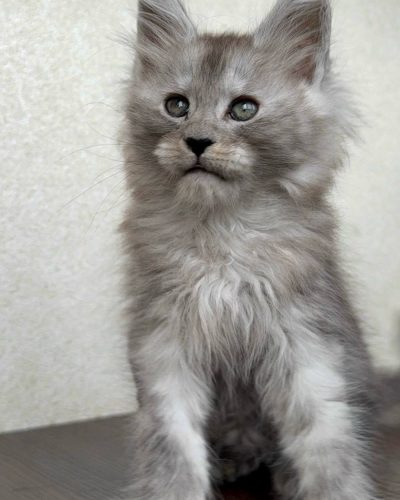 att.Tz7ppr7jMw1OftpkjPd4sIrZd1J9t2sbJY7lChF2ecs