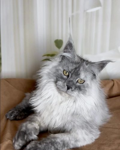 att.UC0FYRtyNjr8KgGZQiGwYQsJWDBpPP0E5ry-Uz4lBto