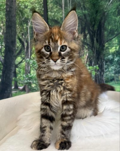 att.UMgJj4pSFwOYZqN5dO9HloUcSOTr9wVo0onqSOUeOWM