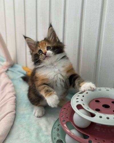 att.UmLUNg-UsHjYrAg3Y5sUxT9Lier--i-ioqEfE7dTRLE