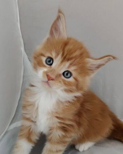 att.VFFU0e9ZrAgPZgZ6fuyjut23VFfOlHgStesQZMy6Tzs