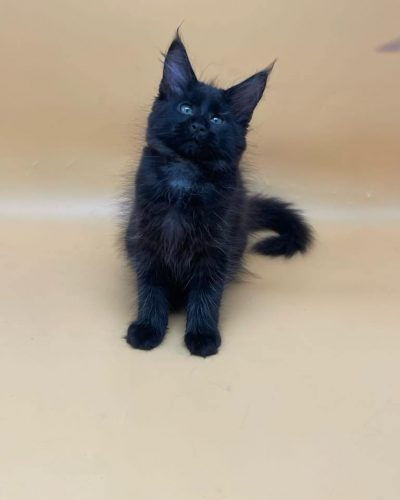 att.Vci1H5gNKMtxQMCokMbsFZhPybwec4mQrijJzxkRsjI