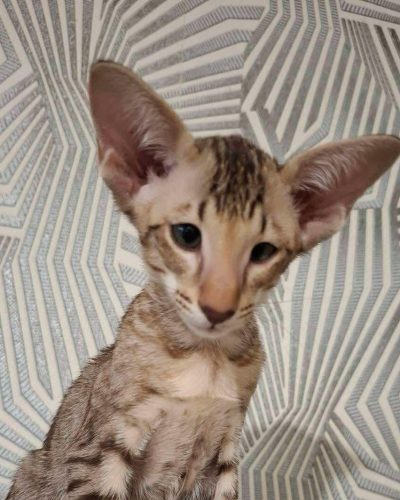 att.VgmmSTNtPOHdIJdU3JAGmc2-DKXpwQB9UEhjNUwEYDM