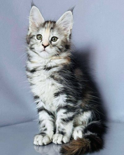 att.VtOHLAxBSXfErLJSmIsbQLmZbT1RWT9VrUSE03m1iXY