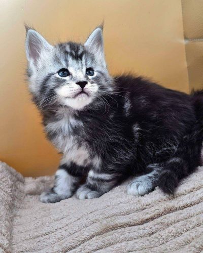 att.VwnDYSWmeBNE85VvY_511rApgBptE0Bo2J2fYndfR48