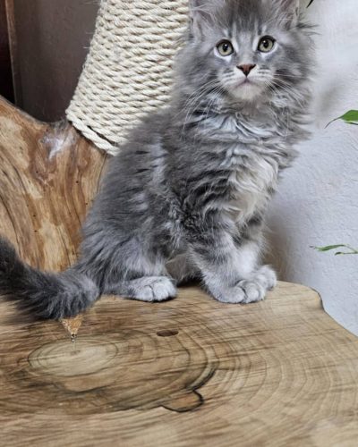 att.W2aejZ04P05mAJhg0_tqHU8otoY141tAW5SEiMOCwMw