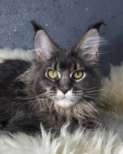 att.WX0odCiPz4r6BC2ecQC_ugKpxw0_XuPYckZsusH0Ycs