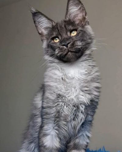 att.WcXW7HjoWOyYDO6JteL9uQ26QZP5GSo7Zpjk6Av339A