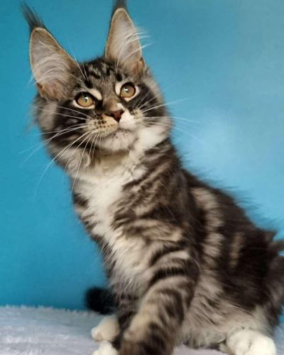 att.WfIu5_wetXwP-LwyNl_tsT0y0KV3gJKQBJo-5EWZJu8