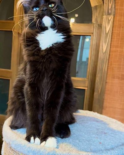 att.XLJr27OX9oegUx-n4BZ5Yk2K5MNOT4LIcccYMxoY_HA