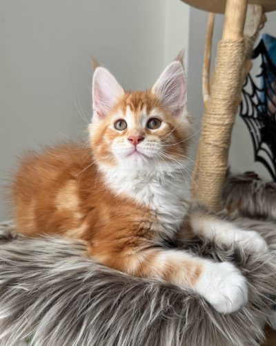 att.XoBNZTN4_CvtjGXN-90CpIVMv9bYSMrn22JNXXgsaBQ