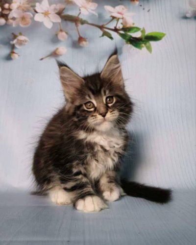 att.XoZcDXTBz99nFpXnUr6JgY3I6TPo3EBa_2csEK8fX8g