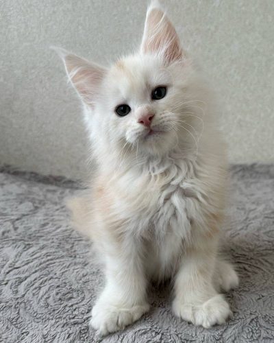 att.Y-vEiIipxlG8lrOwIrOs2JyBY4MLVAXm1_n_CjQw0OY