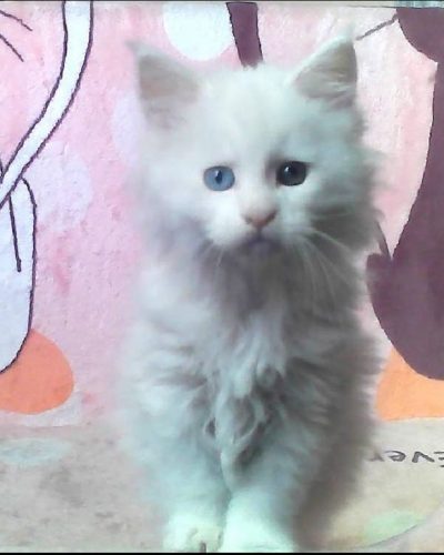 att.YFThFBQsPGzFTy7tcpt8Qc_puvgeryt19IQrEOgFbEU