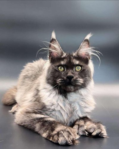 att.YxJVZ14F7rsiFKK4ZaeT0895KUBLcIWHyqxJ9XyD7IE