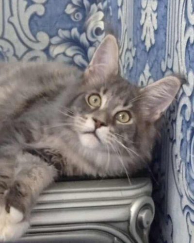 att.ZPQmYH0ghzg1Op43HSyX0x-rTEUKW0du08yvBzylMHk