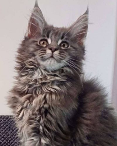 att.ZTjVBxila-uuMbB4eVyLWsqzWf56jwZO_kmW9sh-pfE