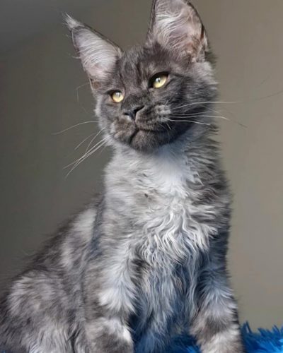 att.ZkC72FDkH_fksN0WgaVGr7gIvkaX1N7cyrPhYVRK-U0