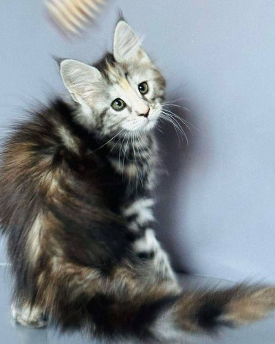 att._Cgh7ZTBHM1jOQwZvB13aur9qLhLHo8CR0EUhQkZKNA