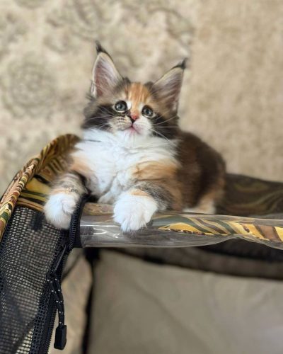 att._Wf-apJF6hE5BVRY9IOIveE2VTMy-D_0Co3vF6V8BdI