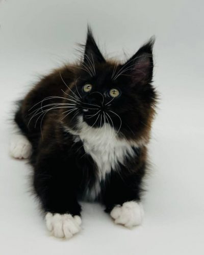 att._sWqYPD0J4UxwXmc4KcYcJPj4hpKle8_pbfKP4C3rQk