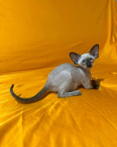 att.aDJMa2C0jMT5NP8vNqjzoCJ4TRdm6kXRB54Q6OZWrUk