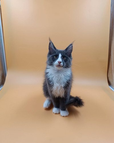 att.aNPB3UO7fOHxhtyHW6eypqVU4qy-w5RLZd7a9JmpN_k