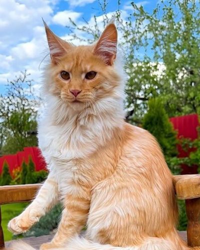 att.axrTJjxM5xzTGUtaGtncotF4RChlgwpCRpumd5mi1HU