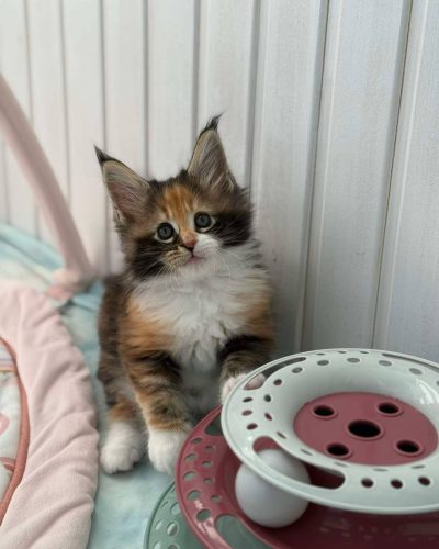 att.ayM18UdfeKYKSy5xP3bOGhKr5ima-FAsAK7NbjFwj30