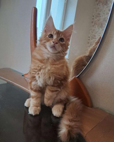 att.bH8AAmJHE-QZ_MJIrHXM4B_vqrU0vV-a1yKH9LcWkJw