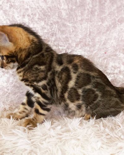 att.cFrbmUcatpB8EFC5nI0UoWw1ZmfWUrLqkx4YiWo4lbc