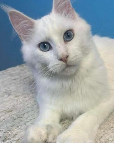 att.cdKI0gRwKicEzb3U0nHtb03cKry5TNmfipl2Tso0VmE