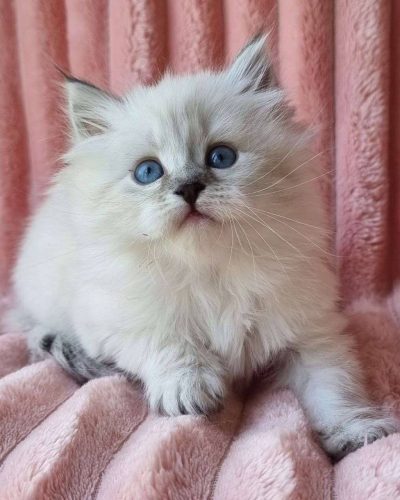 att.ddPz5uhMUU_l1YL9lsku_jCwI_FlfOvwWao9g5SMcCM