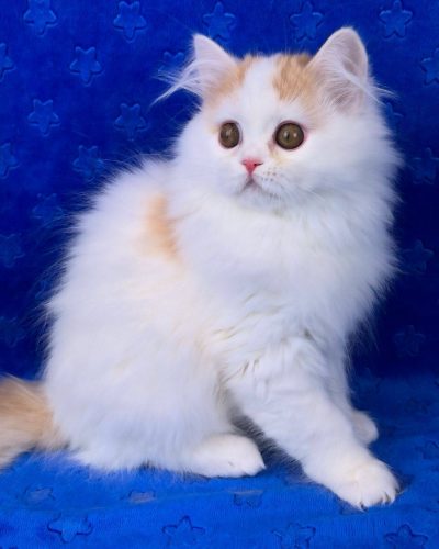 att.dtRMN-KmlSyUeJnOnspiIVjqCiPu6QO0CoYxlddwMUM