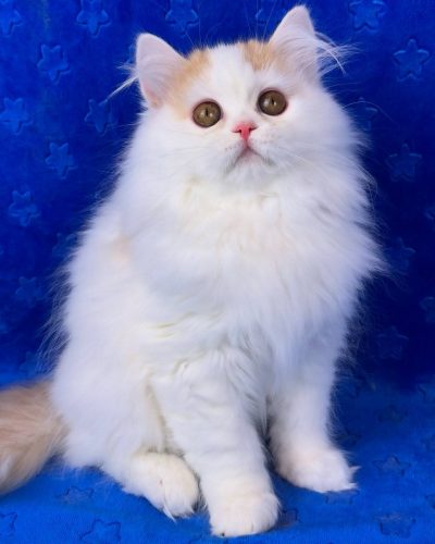 att.eOvEk6nFwPR333ol3nVQM7vb3pQ7bdag-BPvA2znXy4