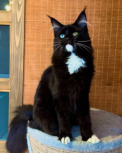 att.eq-udBmg_mMIlIl6rwcv5DjCZuCNihJAxPoSHN90XoY