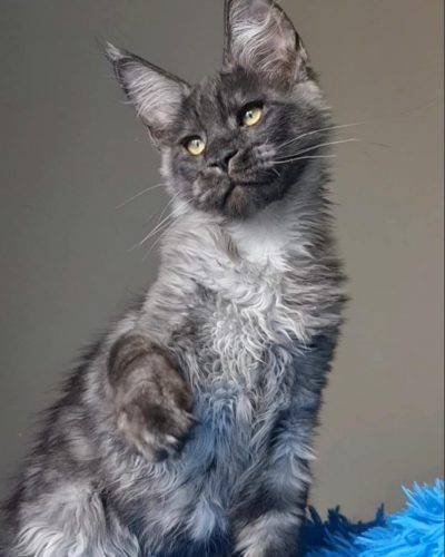 att.fcV6lfQfJ6DRLli2mquBj877dhcFC3tDOLYdGhZI7ZU