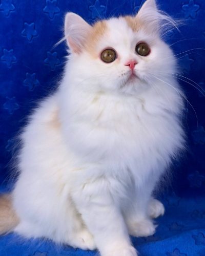 att.flneSHV4mIngh0qjZ6eeHQ0Bb8VrOlx23N_1qP6k47w