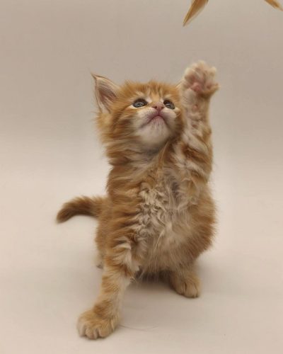 att.fqMmCBQW_0aMfSnWs4ZUbkIAQlZGpBf2rGDwdpGOr4Q